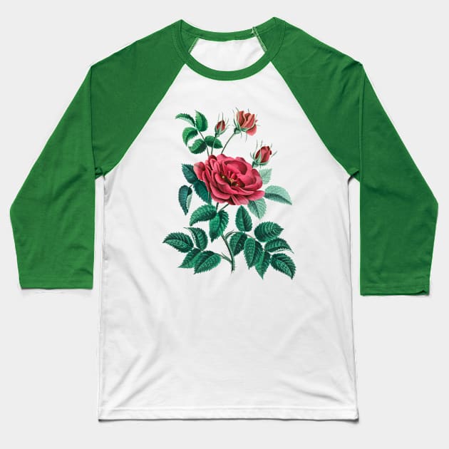 Red Rose Baseball T-Shirt by CatyArte